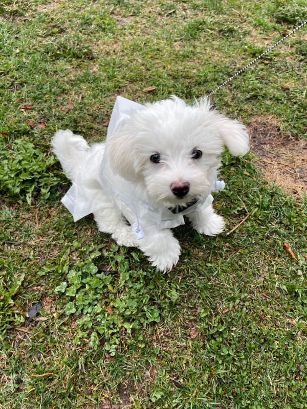 Photo of our dog Kiwi